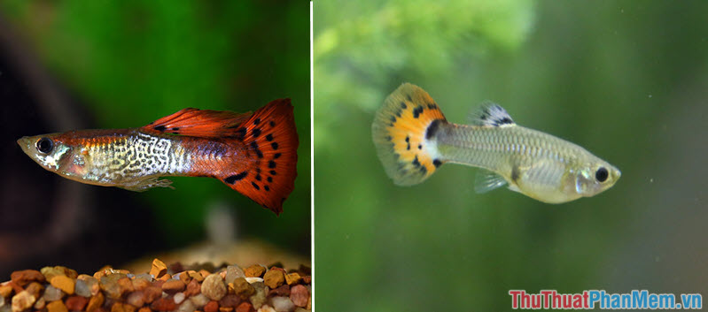 Top 10 most beautiful and easiest aquarium fish Picture 4