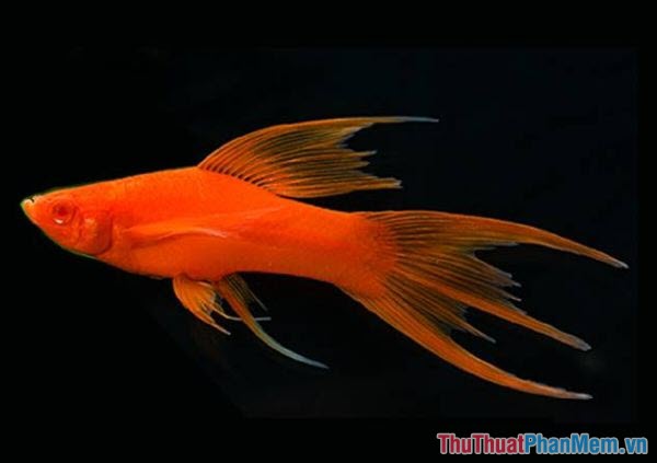 Top 10 most beautiful and easiest aquarium fish Picture 8