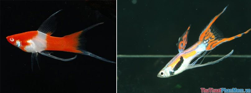 Top 10 most beautiful and easiest aquarium fish Picture 9