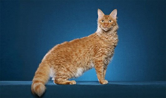 Top 10 most beautiful cats in the world Picture 1