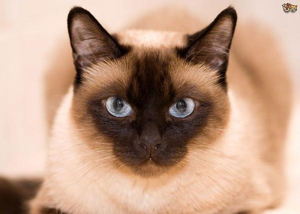 Top 10 most beautiful cats in the world Picture 16