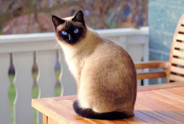Top 10 most beautiful cats in the world Picture 17