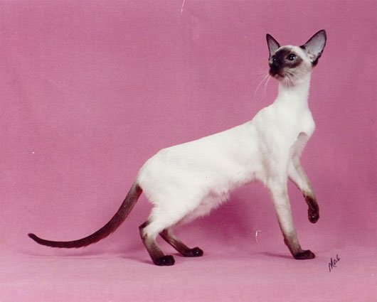 Top 10 most beautiful cats in the world Picture 18