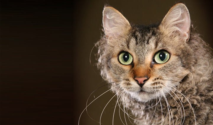 Top 10 most beautiful cats in the world Picture 2
