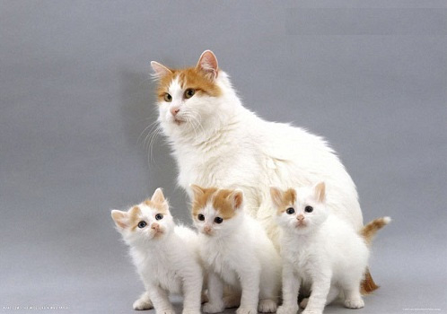 Top 10 most beautiful cats in the world Picture 21