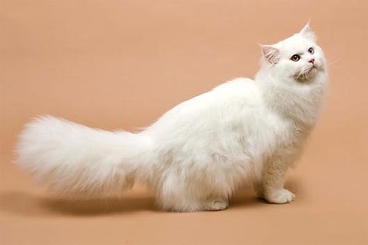 Top 10 most beautiful cats in the world Picture 23