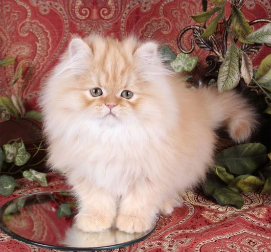 Top 10 most beautiful cats in the world Picture 25