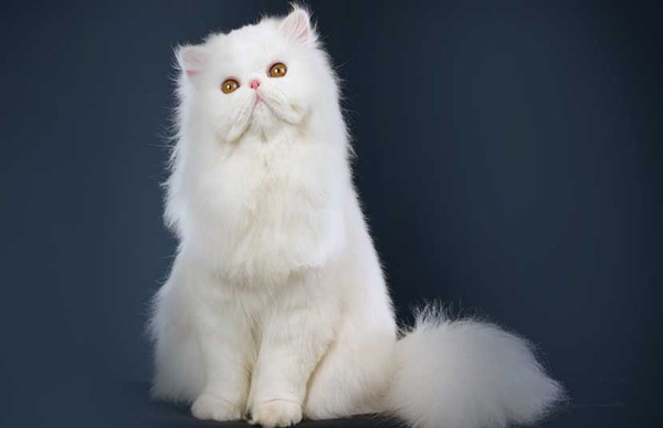 Top 10 most beautiful cats in the world Picture 27