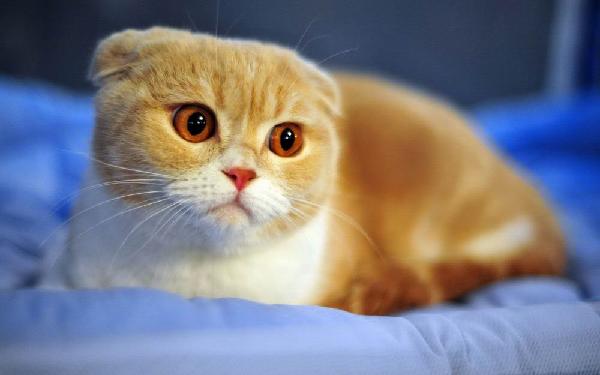 Top 10 most beautiful cats in the world Picture 29