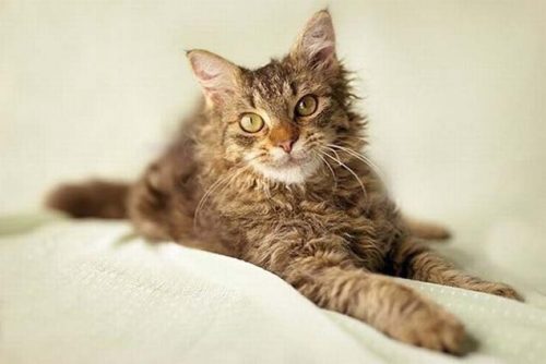 Top 10 most beautiful cats in the world Picture 3