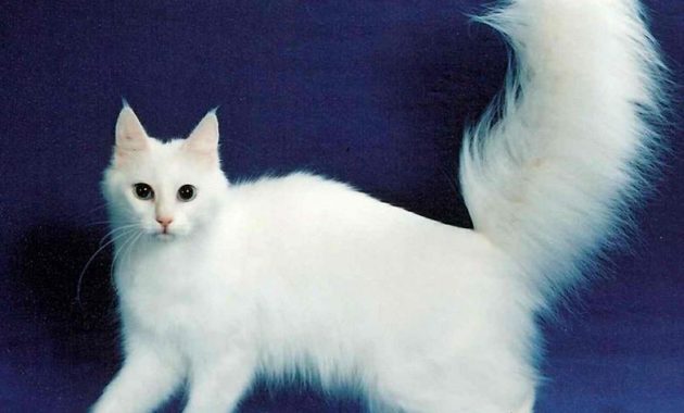 Top 10 most beautiful cats in the world Picture 5