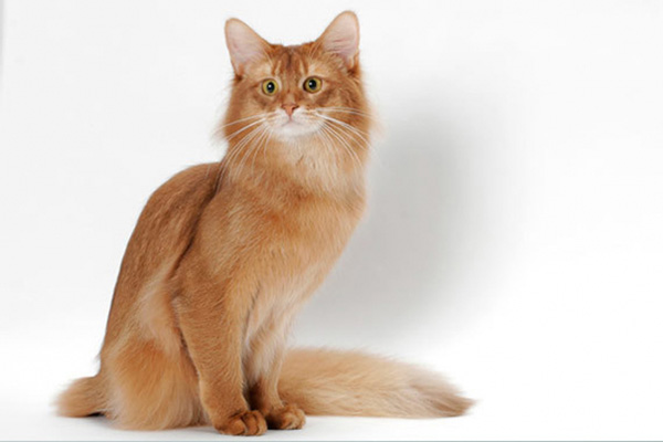 Top 10 most beautiful cats in the world Picture 9