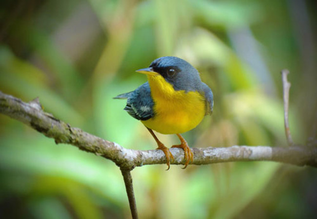 Top 10 most beautiful small birds in the world - TipsMake.com