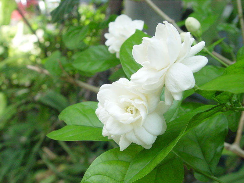 Top 10 most fragrant flowers in the world