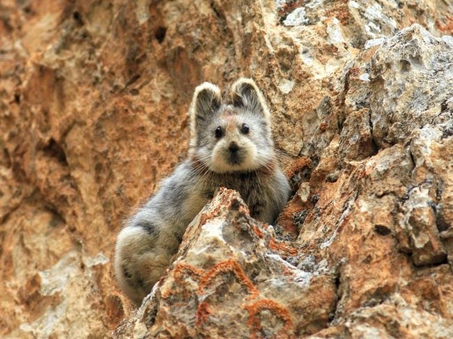 Top 11 exotic animals you may have heard for the first time Picture 1