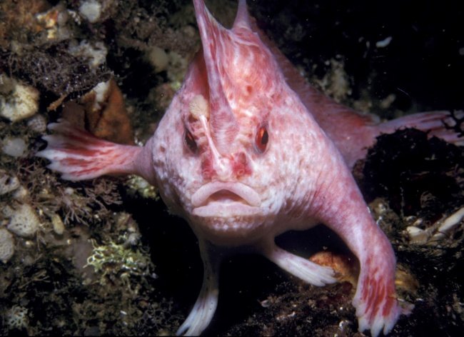 Top 11 exotic animals you may have heard for the first time Picture 4