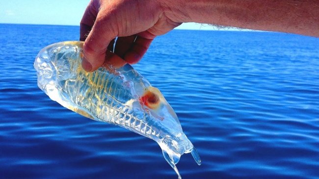 Top 11 exotic animals you may have heard for the first time Picture 7