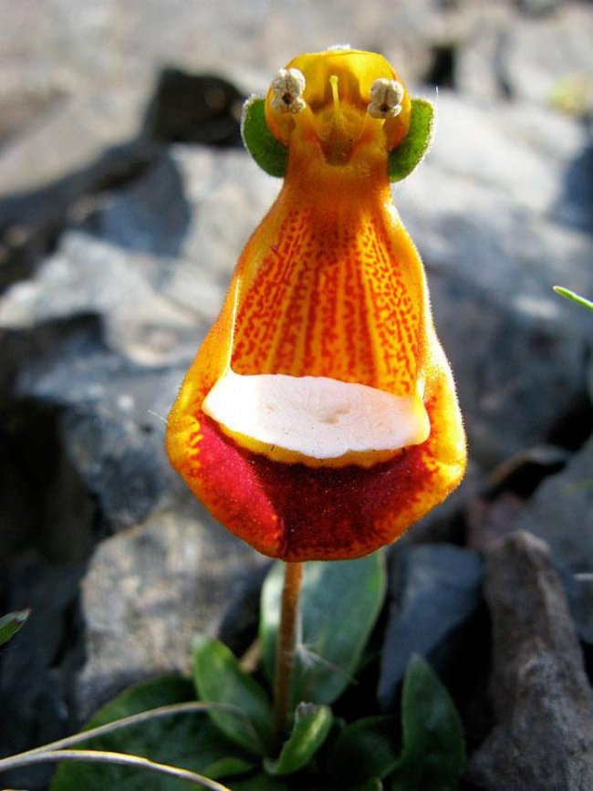Top 18 most humorous floral flowers in the world Picture 14