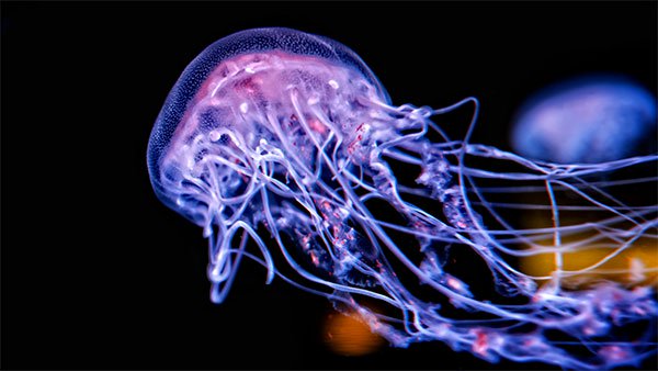 Top 200 very beautiful laptop wallpapers, super sharp resolution Picture 8