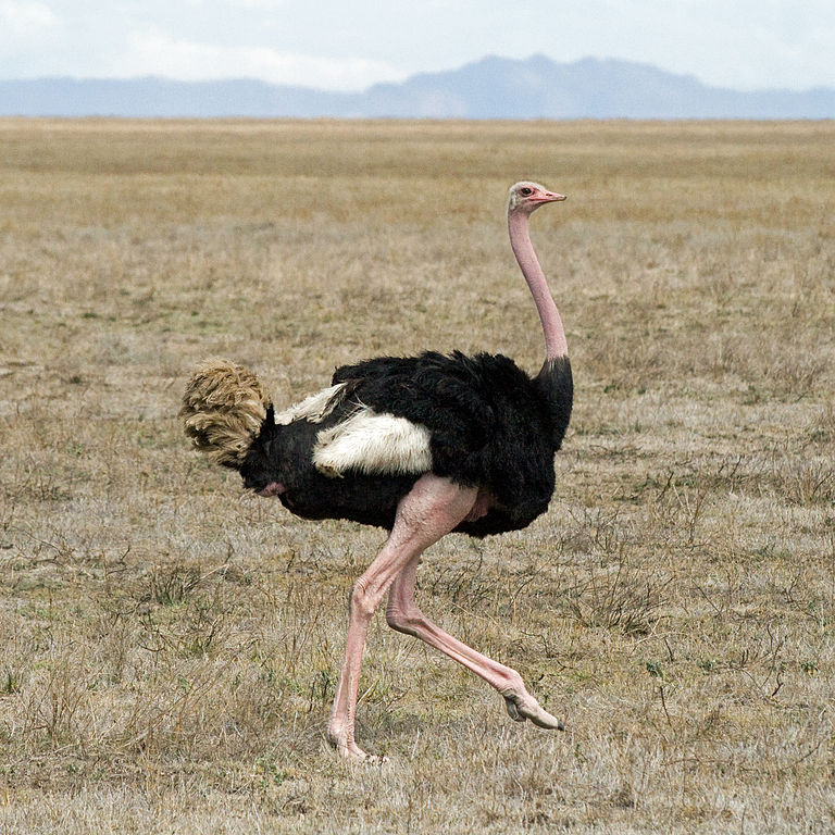 Top 6 largest bird species in the world Picture 1