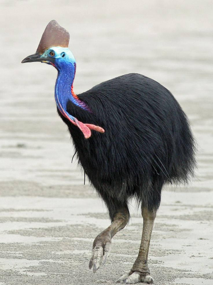 Top 6 largest bird species in the world Picture 2