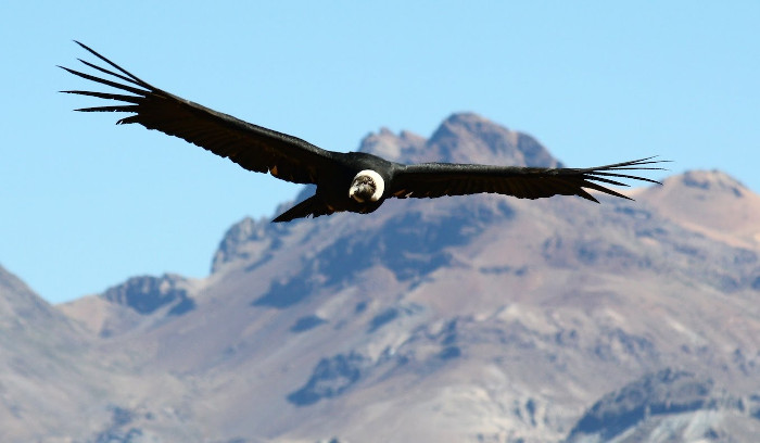 Top 6 largest bird species in the world Picture 6