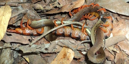 Trace 'dick' to grab the chance to attack the snake which is laying eggs Picture 2