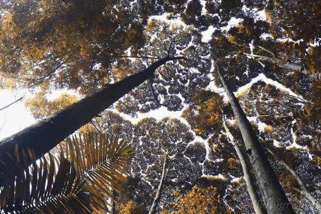 Trees shy and mysterious have no explanation for the strange behavior of plants Picture 8