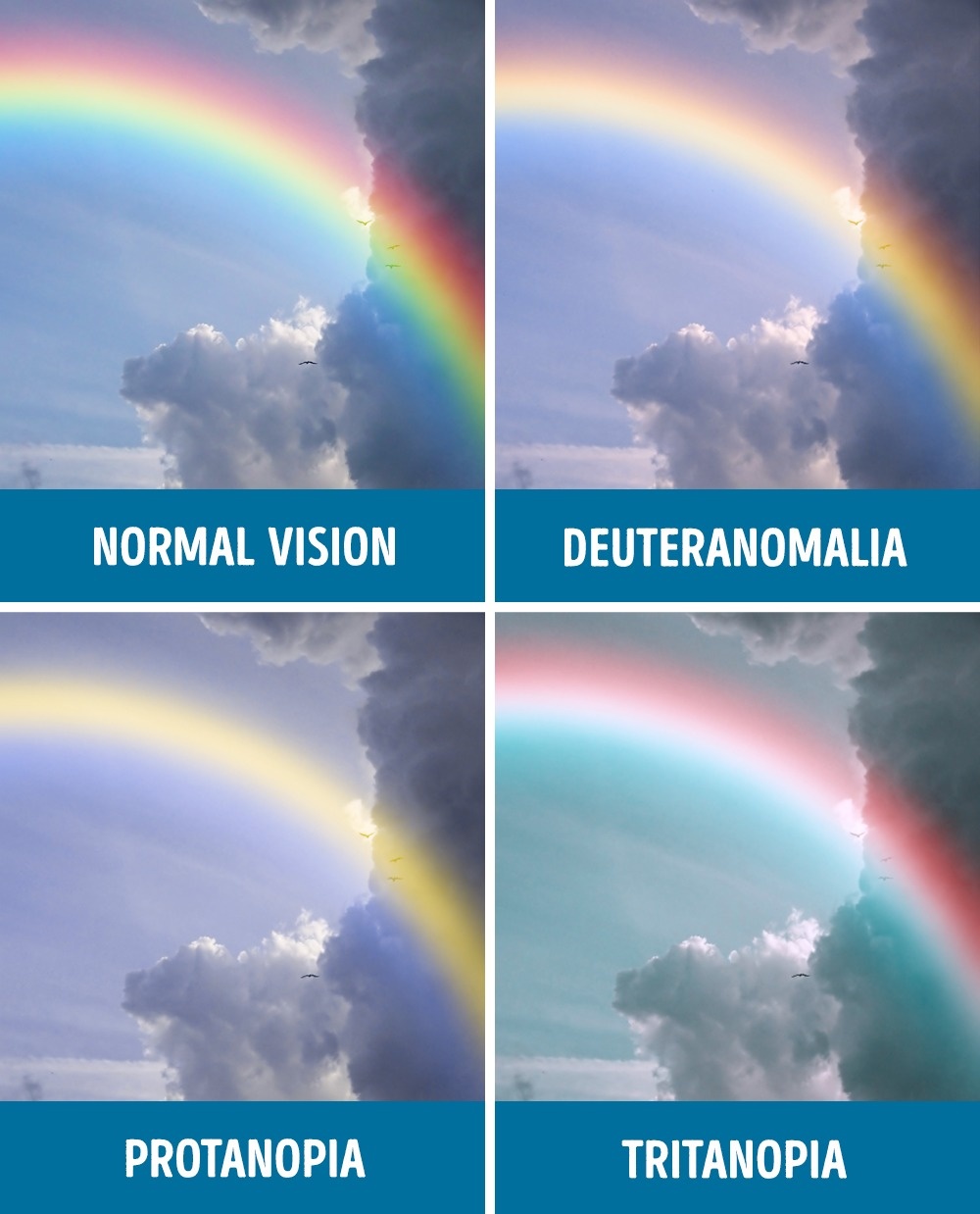 Try to see what the world looks like in the eyes of the color blind Picture 10