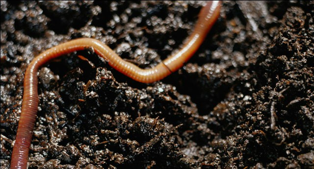Two new earthworms are found in Kerala Picture 1