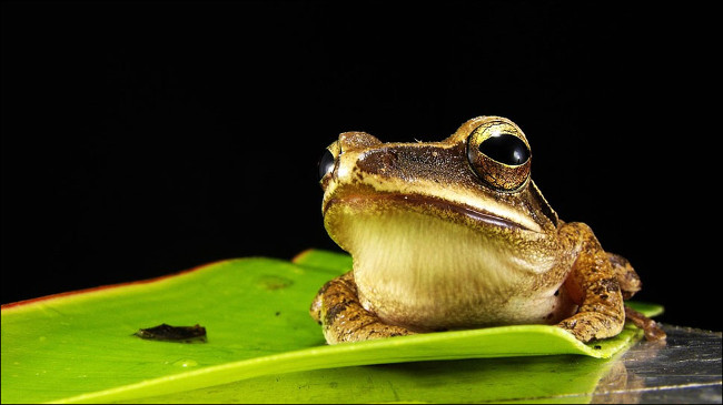 Two new frog species are named after legendary filmmaker Stanley Kubrick Picture 1