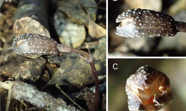 Two new species of parasitic plants discovered in Okinawa Picture 1