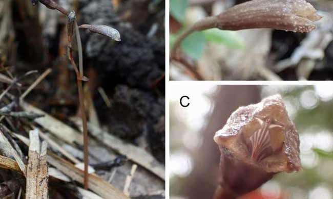 Two new species of parasitic plants discovered in Okinawa Picture 2