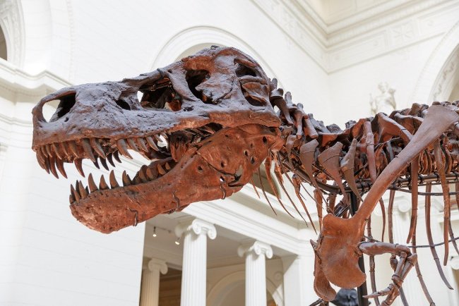 Tyrannosaurus T-rex and Giganotosaurus, which one will win? Picture 8