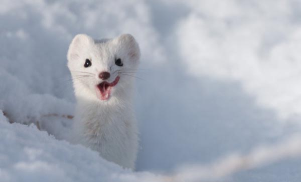 Ubuntu 19.10: Roadmap for release & planned features Picture 3