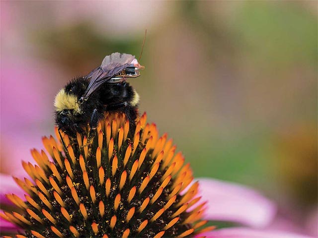 Unexpected benefits of plants and animals: Lighting, explosive detection, disaster prediction and many other great applications Picture 7