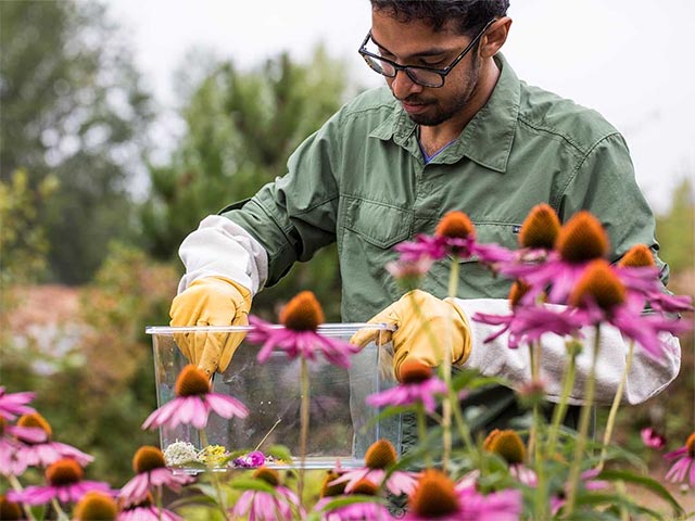 Unexpected benefits of plants and animals: Lighting, explosive detection, disaster prediction and many other great applications Picture 8