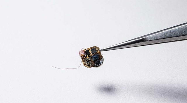 Unexpected benefits of plants and animals: Lighting, explosive detection, disaster prediction and many other great applications Picture 9