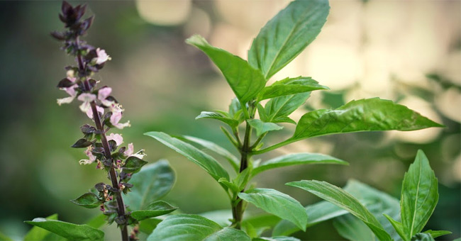 Use mosquito repellent materials available, safe for families Picture 10