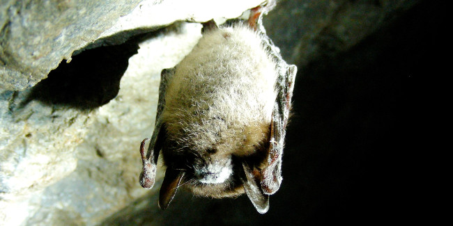 UV rays can save bats from dangerous fungal diseases Picture 1