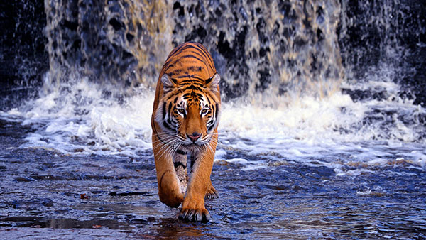 Very beautiful tiger wallpaper for computers Picture 13