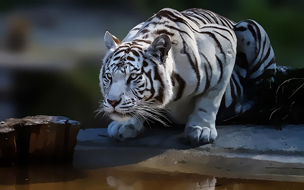 Tiger wallpaper: Tigers là vật phẩm được lưu giữ trong truyền thống và tôn giáo từ rất lâu đời, được coi là biểu tượng của quyền lực, sức mạnh và uy tín. Với hình nền Tiger wallpaper, bạn sẽ ngỡ ngàng trước cảnh sắc tuyệt đẹp và sức mạnh tuyệt vời của loài hổ. Cùng khám phá những hình nền Tiger wallpaper đẹp mắt và ấn tượng nhất để thể hiện phong cách độc đáo của bạn.