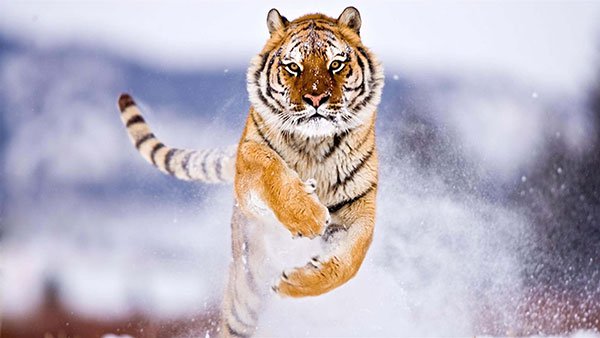 Very beautiful tiger wallpaper for computers Picture 15