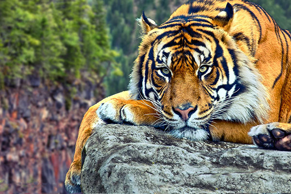 Very beautiful tiger wallpaper for computers Picture 17