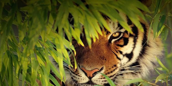 Very beautiful tiger wallpaper for computers Picture 18