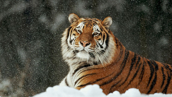 Very beautiful tiger wallpaper for computers Picture 6