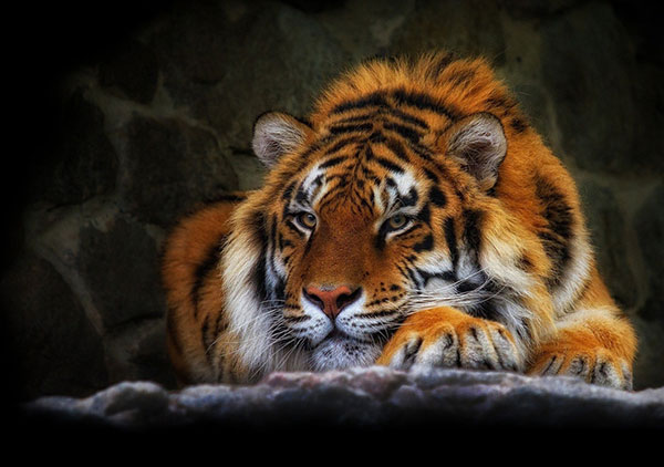 Very beautiful tiger wallpaper for computers Picture 7