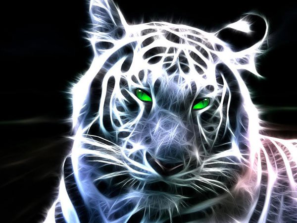 Very beautiful tiger wallpaper for computers Picture 8