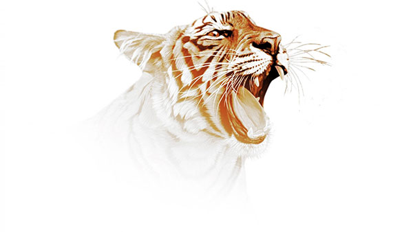 Very beautiful tiger wallpaper for computers Picture 9