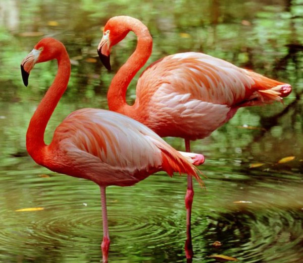 Video: Flamingoes feeding their babies with 'red milk' surprised many people Picture 1